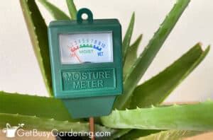 moisture meter aloe vera|aloe vera watering requirements.